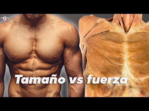 Fuerza vs hipertrofia: la ciencia de como incrementa tu musculatura