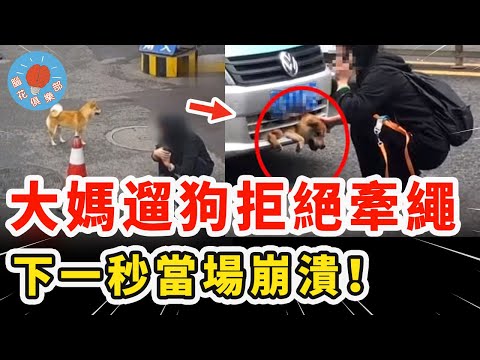 大媽遛狗不牽繩過馬路，意外發生當場崩潰，警察到場判罰令人意外！｜社會新聞