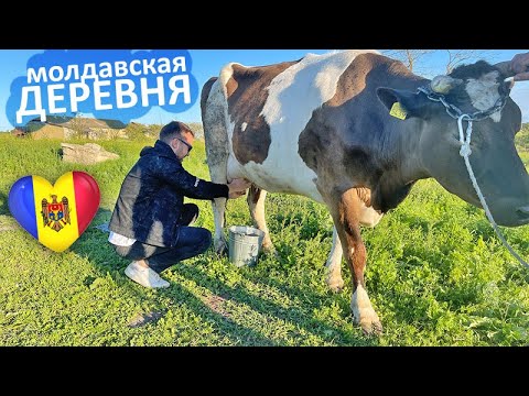 Украинское село в Молдове - Марамоновка / Один день в деревне где живут украинцы