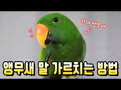 [지구젤리/정보] 앵무새 말 가르치는 방법 대공개!