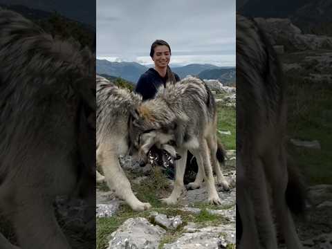 WOLF ARGUMENT  #wolf #wolfgirl