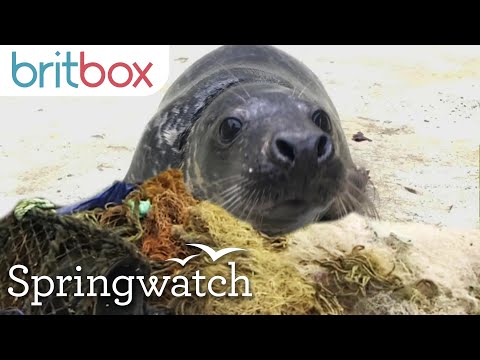 Solutions for Discarded Fishing Nets in Our Oceans | SpringWatch 2020