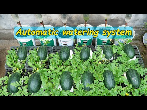 How I make a self-watering watermelon garden for high yield