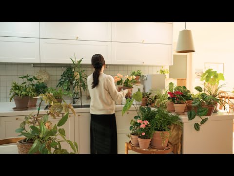 겨울에 식물을 돌보며 집을 가꾸는 하루 🌿 겨울 살림 기록