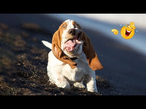 HILARIOUS DOGS Being Weird 🤪 NEW Funniest Dogs Video 2026