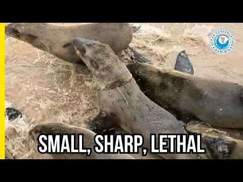 Transparent Plastic - Invisible Killers in the Sea