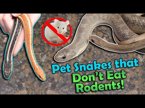 The Best Snakes That Don't Eat Rodents!