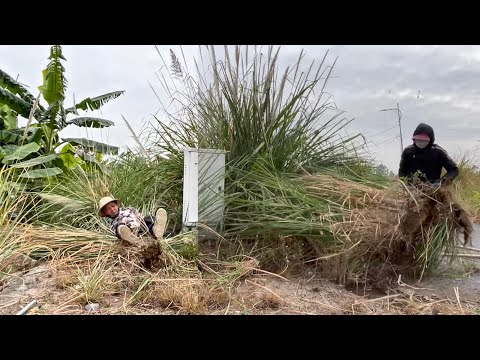 Unbelievable Before & After: Battling Weeds Breaking the Sidewalk. #cleaning #cleanup