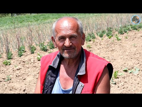 „Rođak mi naplaćuje a komšija mi dao džaba“