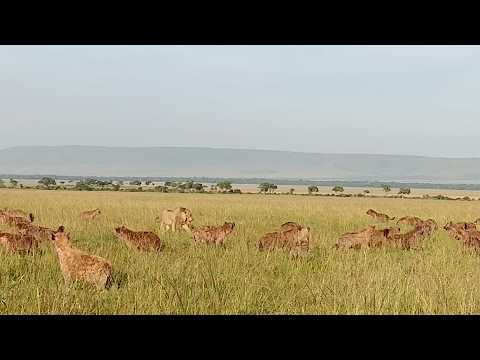 Male lion not scared of 30 hyenas `(full sighting)