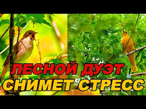 Мелодичный Хор  Иволги и Соловья-Снимет Стресс и Восстановит  нервную Систему! ASMR