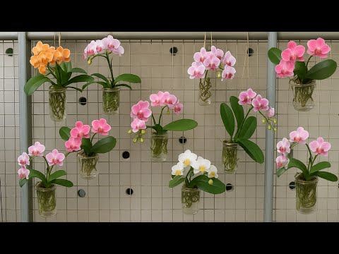 No soil, no water, orchids still grow roots all year round!