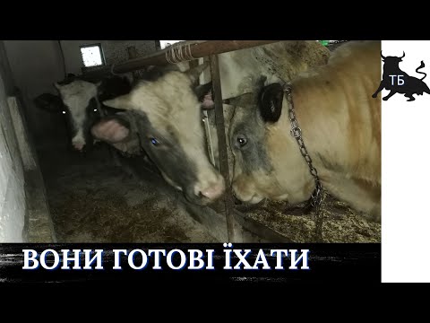 №25. Відгодівля биків в Україні. Результати за листопад. Скоро вже на м*ясокомбінат.