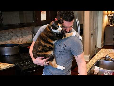 These Moments Are Why We Get Cats 😹 Funny Cat and Humans