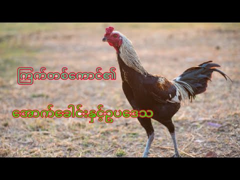 အောက်‌ေ ခါင်းကစားသည့် ကြက်နှင့်ဥပ ဒေသ