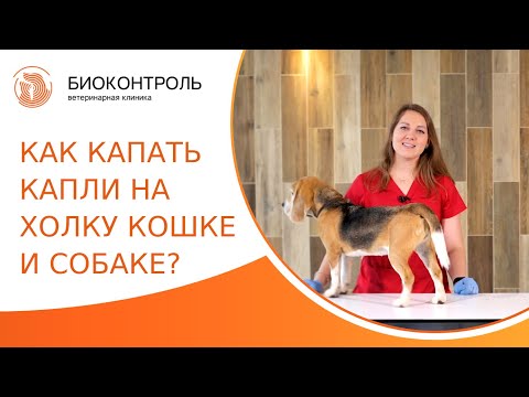 💧 Как правильно капать капли на холку кошке и собаке? Как капать капли на холку. Биоконтроль. 18+