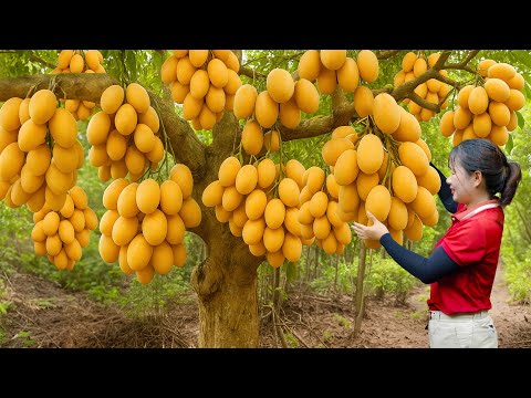 Harvesting Giant Marian Plum To Sell & Making Kimchi From Red Radish | Authentic Village Recipe