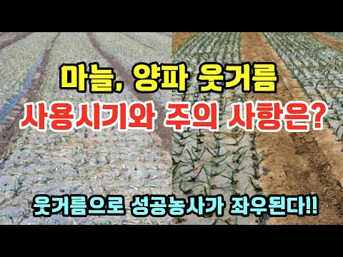 마늘, 양파 웃거름 사용시기와 주의사항은?