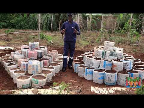 How to use small sacks & space to grow very large yam tubers||Circular vs Triangular 'cone' gardens