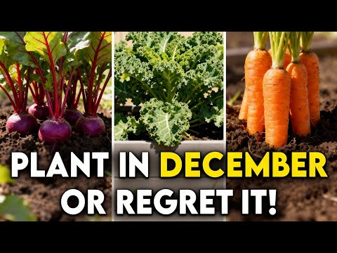 20 Most Productive Crops You Must Plant in December Before it's Too Late!