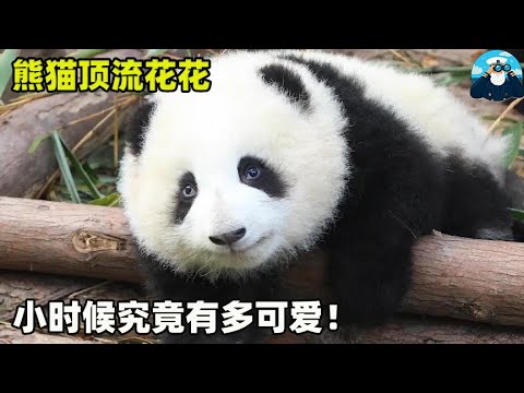 花花小时候有多可爱,比花花还可爱的小熊,估计只有花花小时候了【船长动物园】