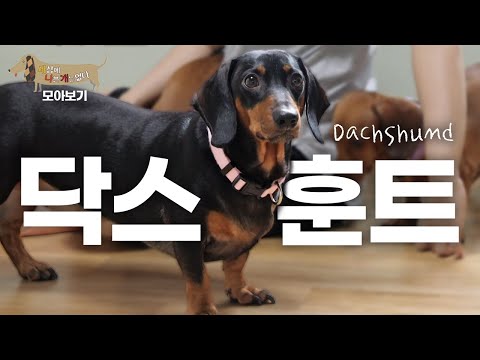 [세나개 댕모아] 짧은 다리, 기~다란 몸통! 귀여움의 대명사, 닥스훈트의 문제 행동 🐶 닥스훈트 편