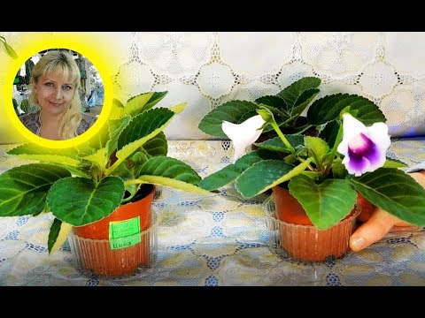 🌹🌹🌹 Глоксиния из семян, полный цикл выращивания