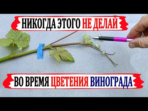 🍇 Никогда не делай ЭТОГО во время цветения винограда. Что  ОБЯЗАТЕЛЬНО  нужно сделать для ОПЫЛЕНИЯ.