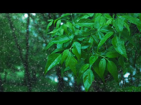 Sleep to Rainstorm in a Park | 10-Hour Rain White Noise