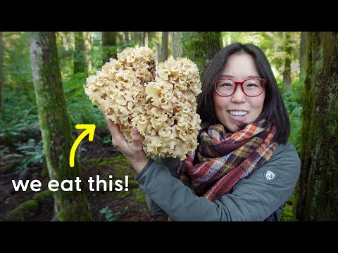 FOUND WILD EDIBLE MUSHROOMS!