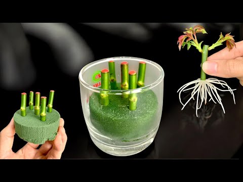 Treasure for roses/ Suddenly took root and sprouted like crazy overnight.