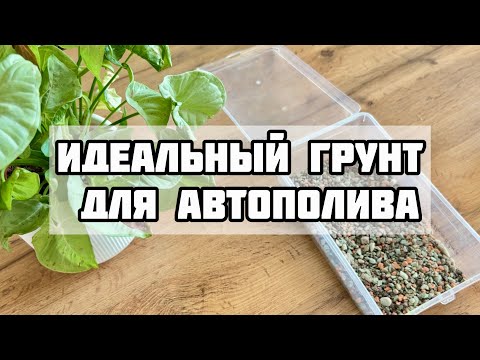 Я нашла ИДЕАЛЬНЫЙ ГРУНТ для ФИТИЛЬНОГО полива! Как отделить и прорасти клубни Алозказии?