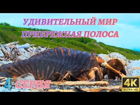 Удивительный Мир Дикой Природы. Прибрежная полоса. Документальный Фильм 4K. 4 серия из 4