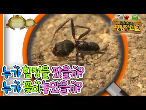 [EBS놀이터] 명탐정 피트1🔎｜누가 함정을 팠을까?｜누가 꽂아놓았을까?｜숲 속 수사대｜동물｜식물｜곤충｜애니메이션