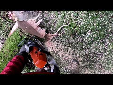 Husqvarna 564 XP vs Stihl 400 1