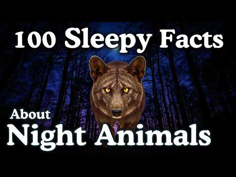 The Most Relaxing Facts About Nocturnal Animals to Fall Asleep To