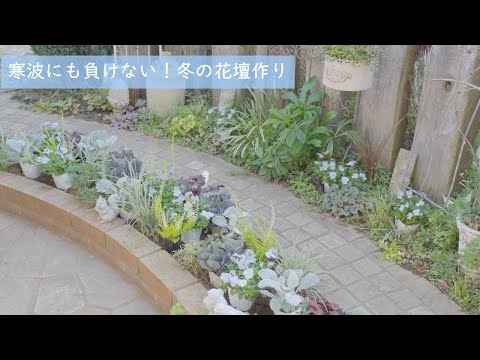 Making a winter flower bed | Planting cold-hardy plants | Lemon harvesting