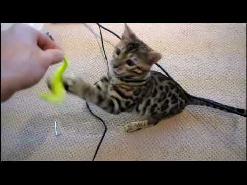 My Bengal Cats Love Their New Squiggly Toy Linus Tech Tips | Reupload