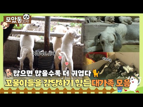 [#모았동물농장] 🐕많으면 많을수록 더 귀여운 꼬물이 대가족 🐈 #TV동물농장 #AnimalFarm #SBSstory