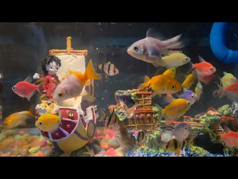 Fish in Aquarium fighting