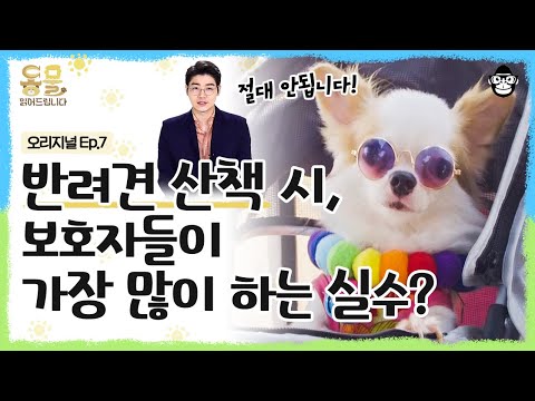 눈 오고 추운 겨울철, 강아지 산책해도 되나요? 반려견의 건강을 위한 산책 방법 [동물 읽어드립니다 EP.07] | 수의사 설채현