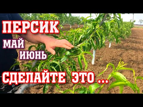 ПЕРСИК/ МАЙ-ИЮНЬ-ЭТО ОБЯЗАТЕЛЬНО!!!