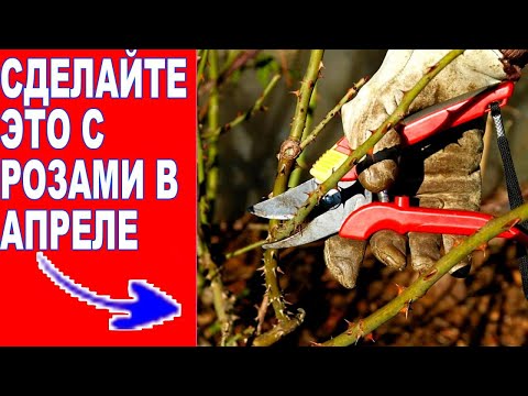 РОЗЫ ВЕСНОЙ. УБИРАЕМ УКРЫТИЕМ. ОБРЕЗКА РОЗ. ПОДКОРМКА РОЗ