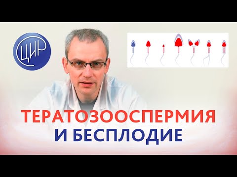 Teratozoospermia and Infertility. Live broadcast with andrologist A.R. Zhivulko, PhD, CIR