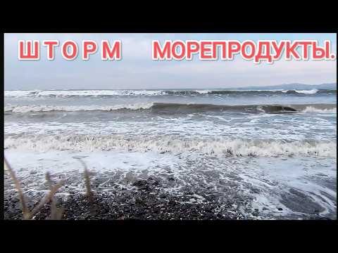 Шторм усыпал берег морепродуктами. Сбор морепродуктов.