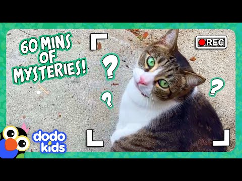 60 Minutes Of Unbelievable Animal Mysteries! | Dodo Kids | 1 Hour Of Animal Videos