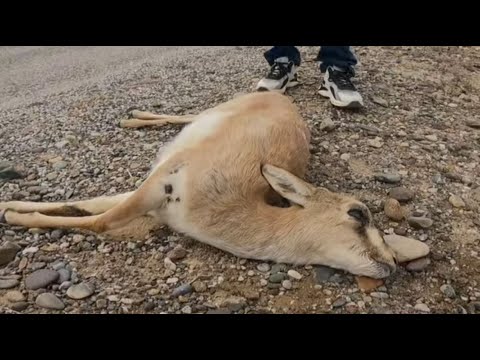 He Was Trapped and Losing Hope — A Stranger Stopped His Journey Just to Save Him