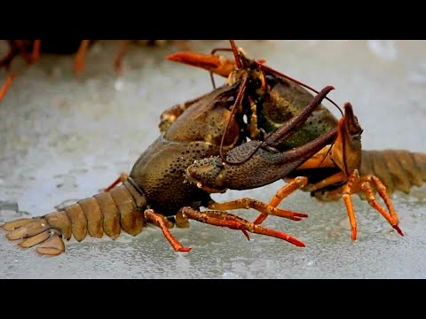 Ловля РАКОВ в ЯНВАРЕ уловистая ПРИМАНКА