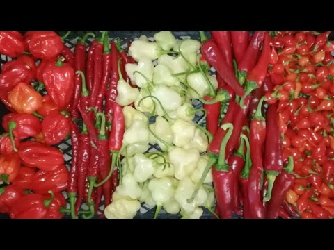 🔥🔥🔥 Соус из 5 сортов ОСТРОГО ПЕРЦА🌶️🌶️🌶️#чили