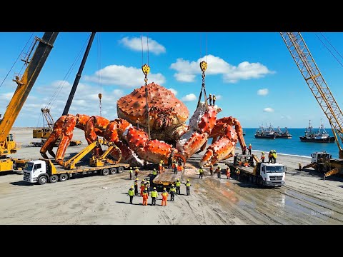 The Hundred-Million-Dollar King Crab Harvest — The Most Dangerous Fishing Expedition in History